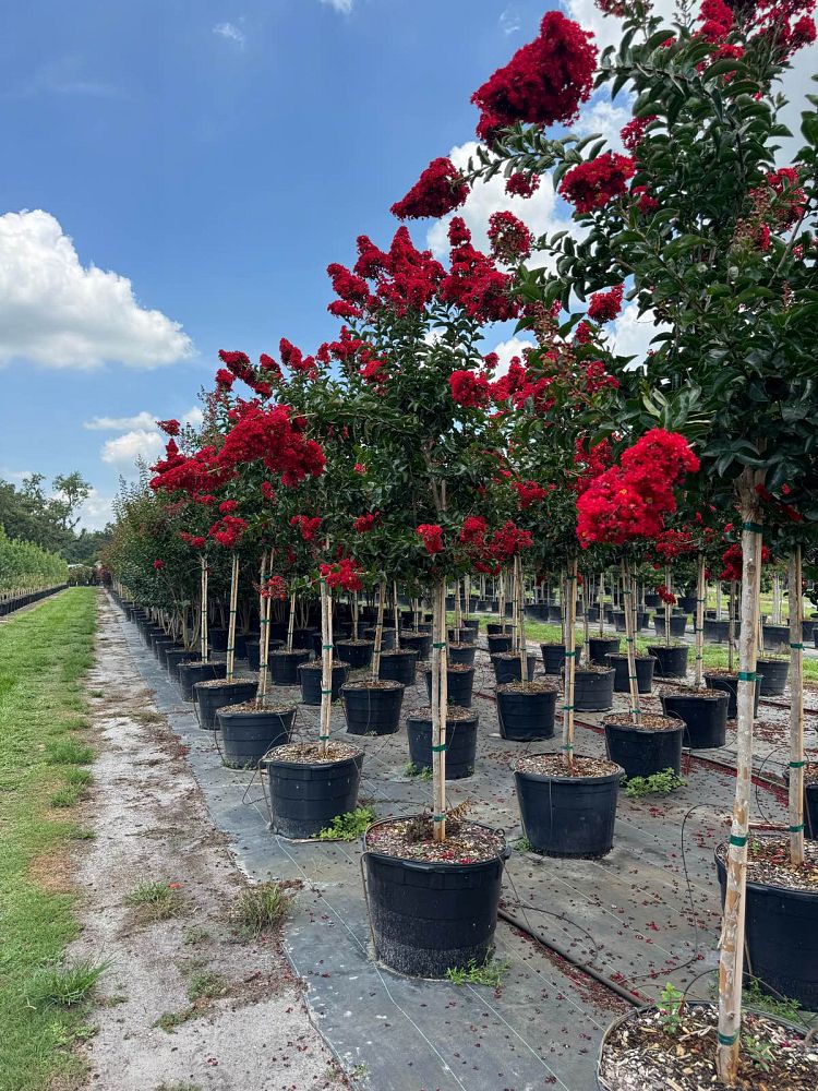 lagerstroemia-miss-frances-crape-myrtle-miss-frances-crapemyrtle