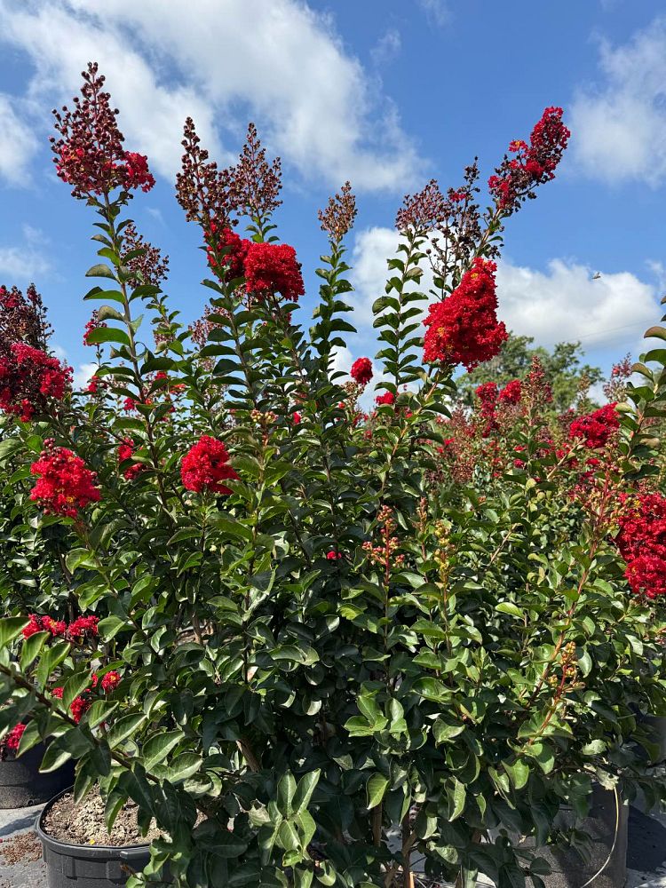 lagerstroemia-miss-frances-crape-myrtle-miss-frances-crapemyrtle