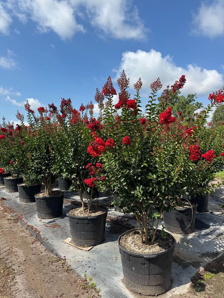 lagerstroemia-miss-frances-crape-myrtle-miss-frances-crapemyrtle
