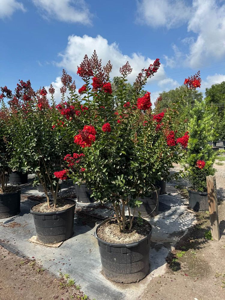 lagerstroemia-miss-frances-crape-myrtle-miss-frances-crapemyrtle