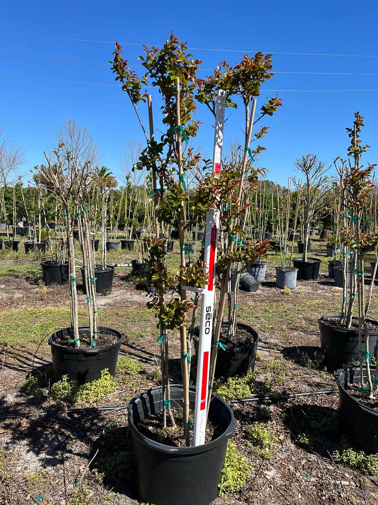 lagerstroemia-miss-frances-crape-myrtle-miss-frances-crapemyrtle