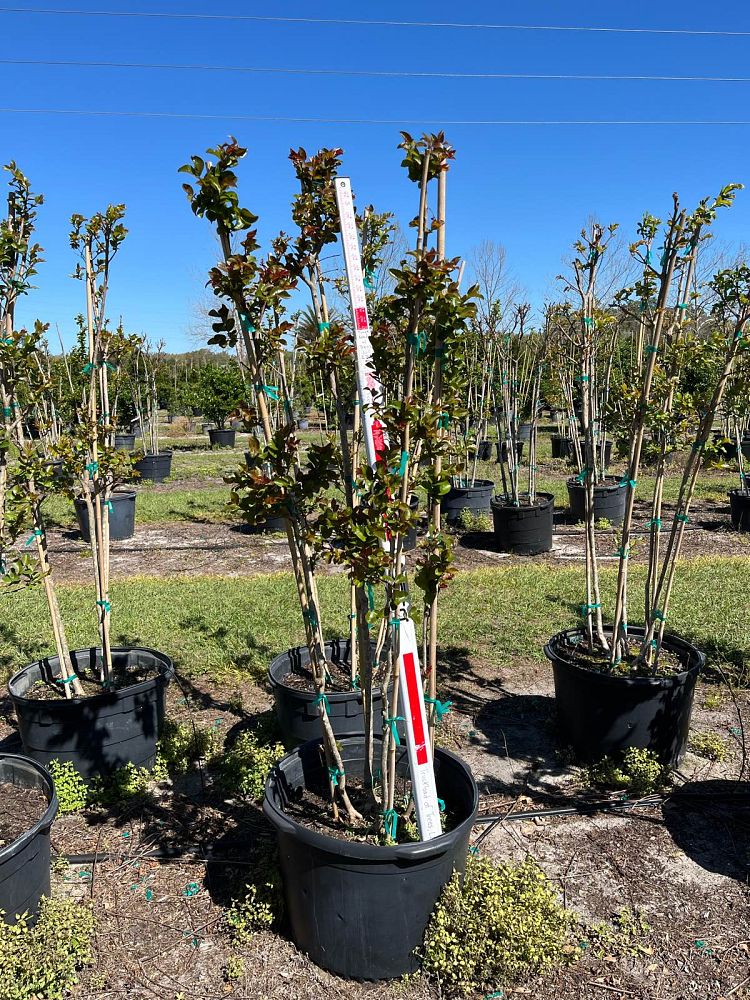 lagerstroemia-miss-frances-crape-myrtle-miss-frances-crapemyrtle