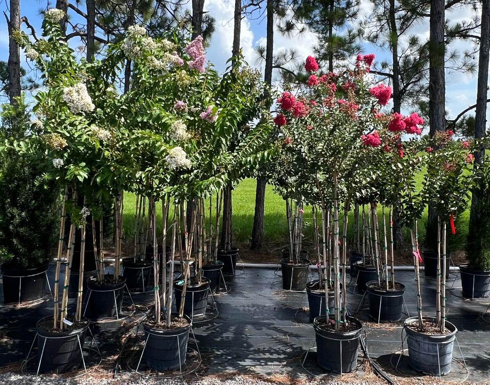 lagerstroemia-miss-frances-crape-myrtle-miss-frances-crapemyrtle