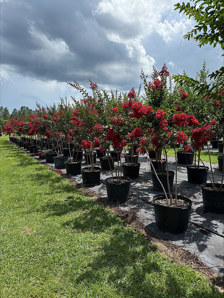 lagerstroemia-miss-frances-crape-myrtle-miss-frances-crapemyrtle