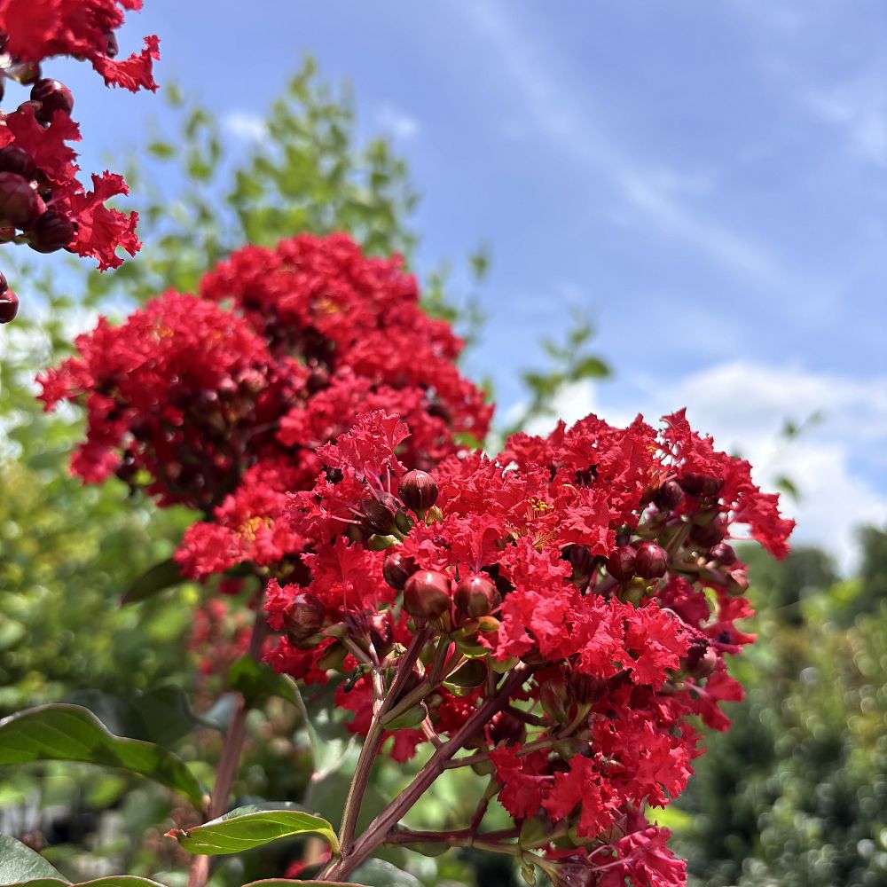 lagerstroemia-miss-frances-crape-myrtle-miss-frances-crapemyrtle