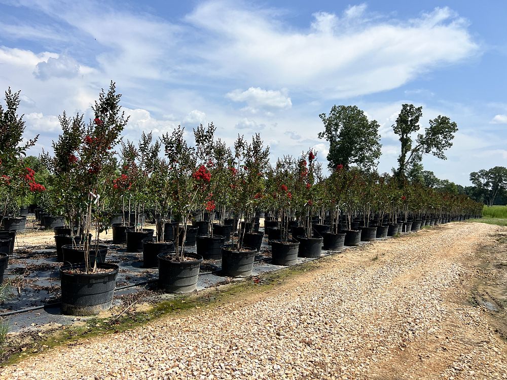 lagerstroemia-miss-frances-crape-myrtle-miss-frances-crapemyrtle