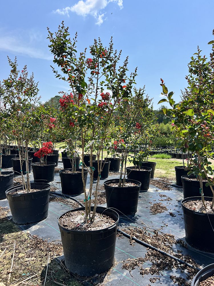 lagerstroemia-miss-frances-crape-myrtle-miss-frances-crapemyrtle