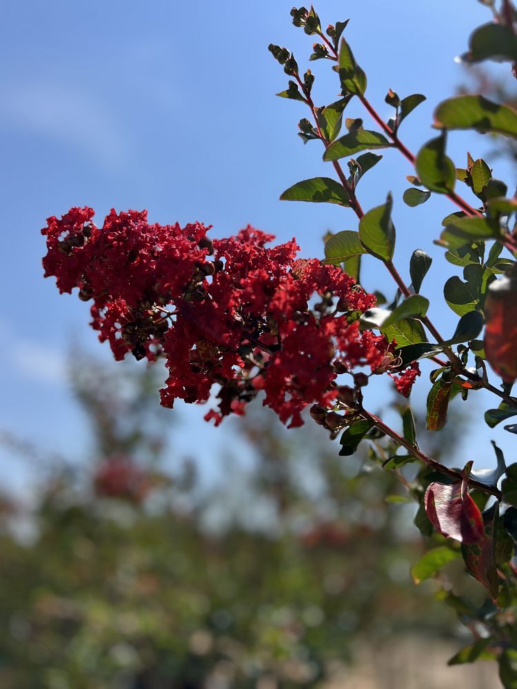 lagerstroemia-miss-frances-crape-myrtle-miss-frances-crapemyrtle