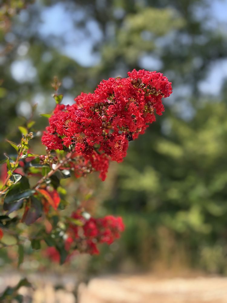 lagerstroemia-miss-frances-crape-myrtle-miss-frances-crapemyrtle