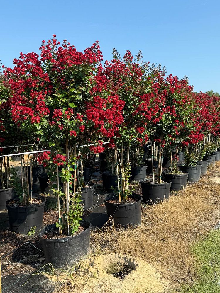 lagerstroemia-miss-frances-crape-myrtle-miss-frances-crapemyrtle