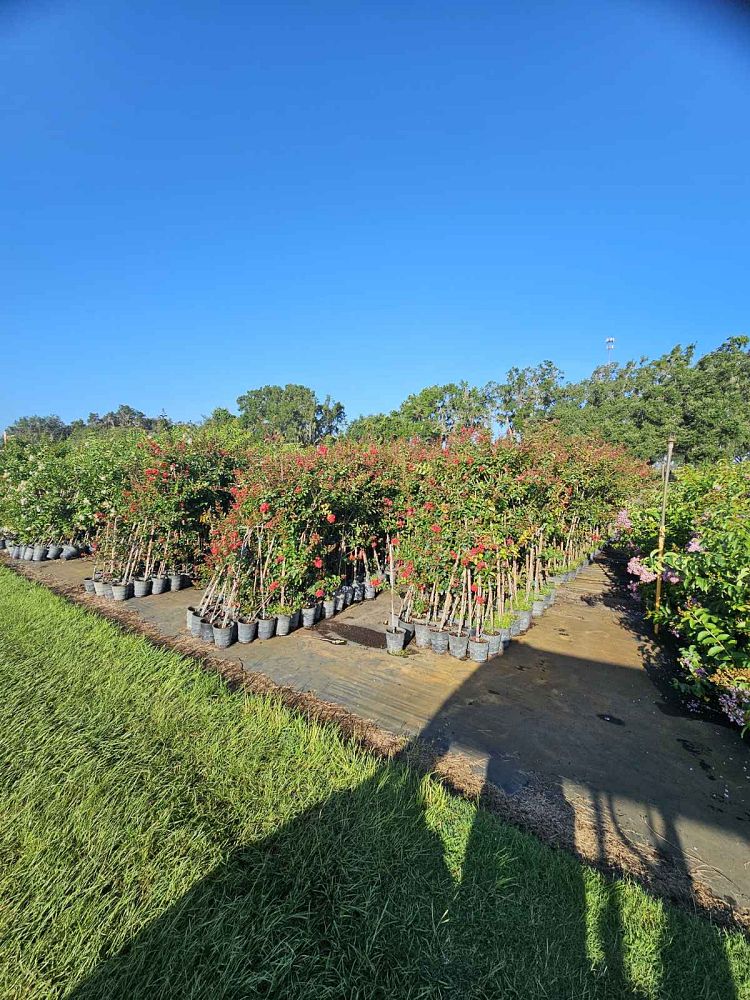 lagerstroemia-miss-frances-crape-myrtle-miss-frances-crapemyrtle