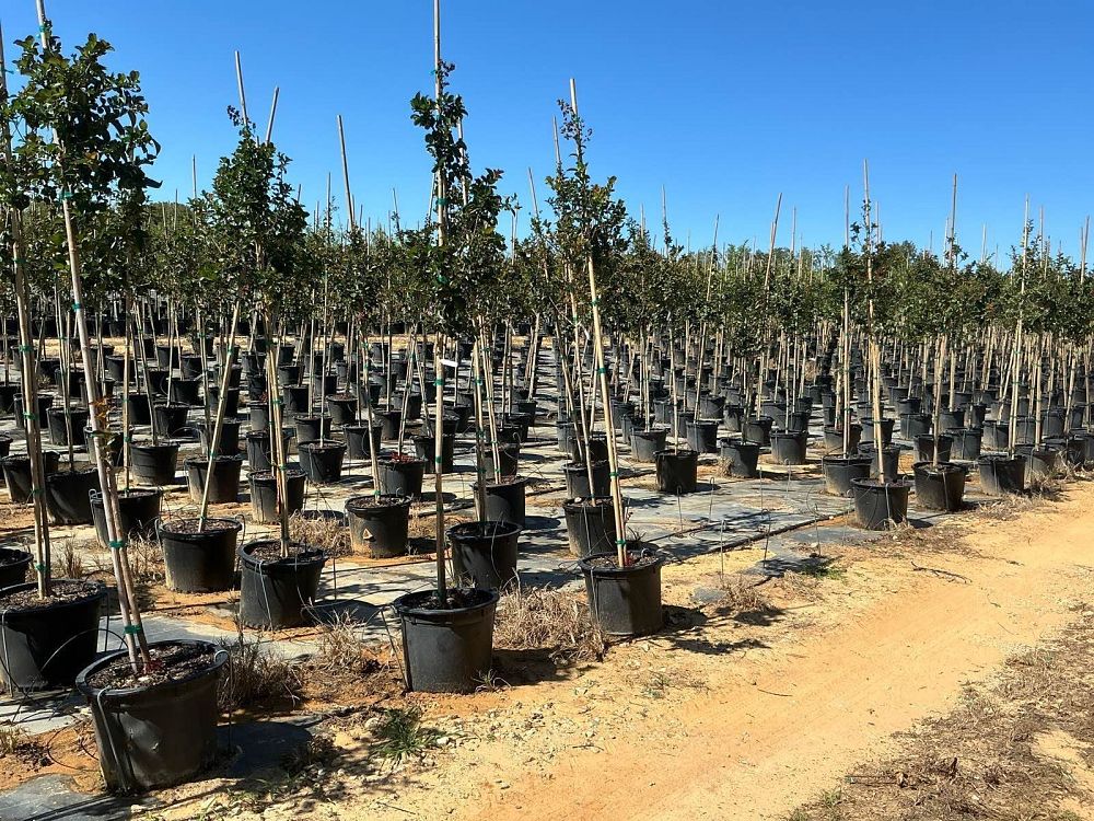 lagerstroemia-miss-frances-crape-myrtle-miss-frances-crapemyrtle