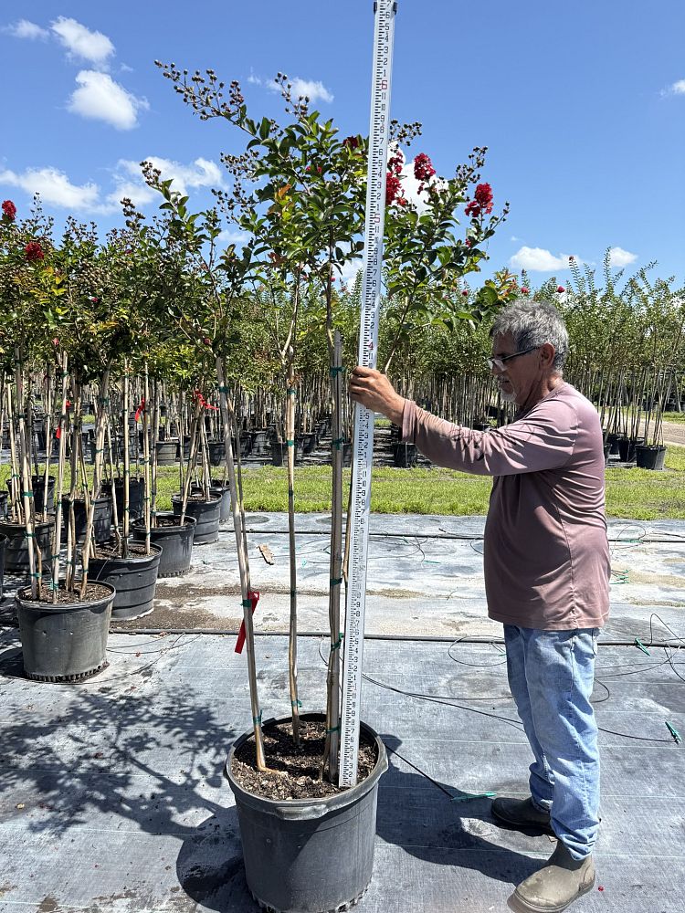 lagerstroemia-miss-frances-crape-myrtle-miss-frances-crapemyrtle