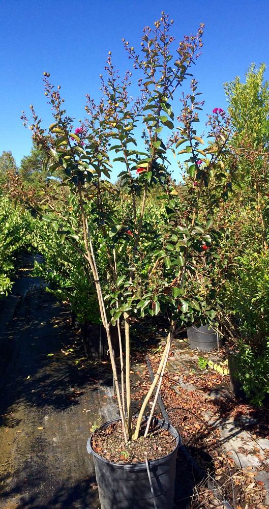 lagerstroemia-miss-sandra-crape-myrtle