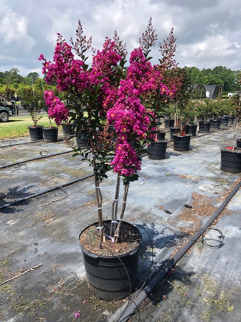 lagerstroemia-miss-sandra-crape-myrtle