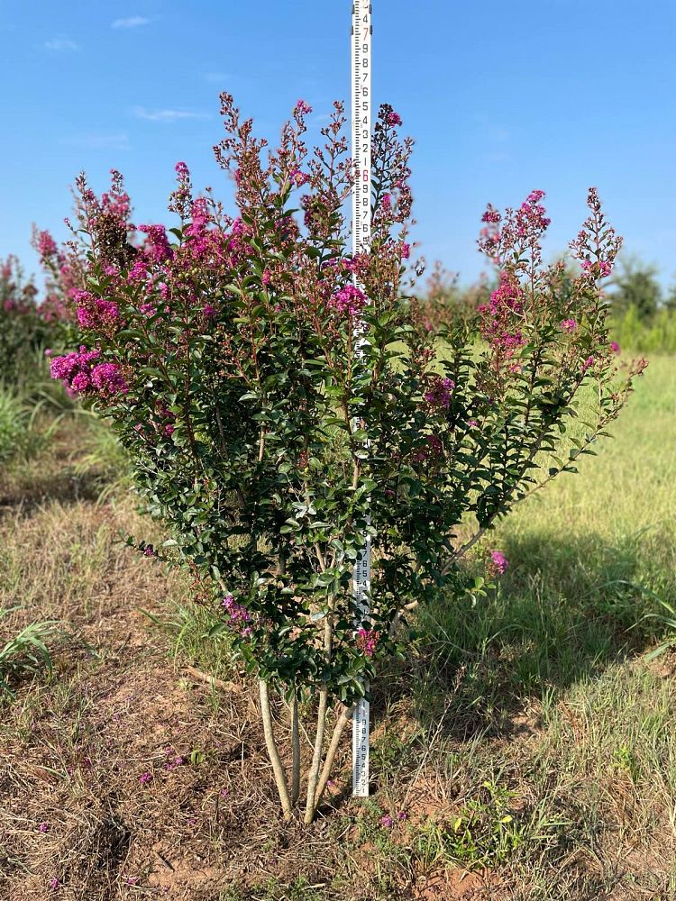 lagerstroemia-miss-sandra-crape-myrtle