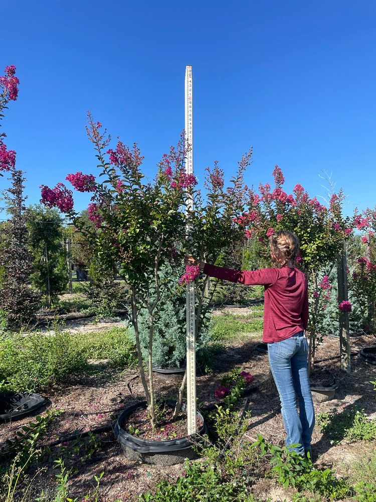 lagerstroemia-miss-sandra-crape-myrtle