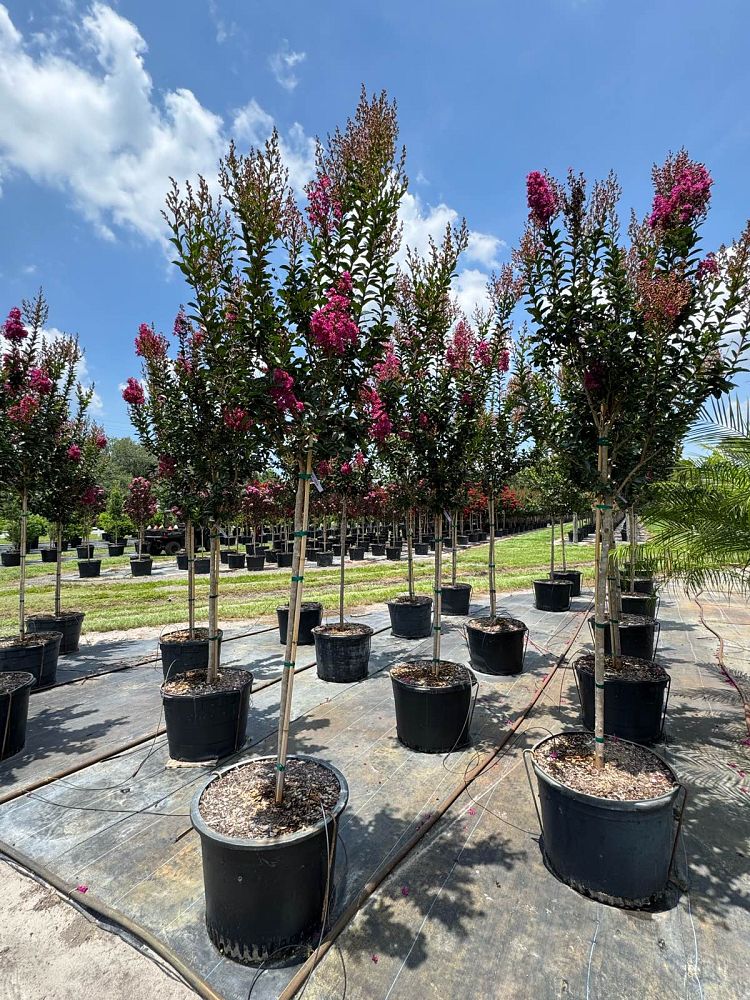 lagerstroemia-miss-sandra-crape-myrtle