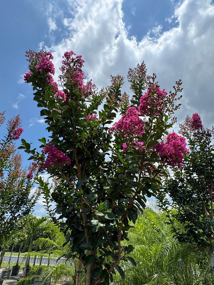 lagerstroemia-miss-sandra-crape-myrtle