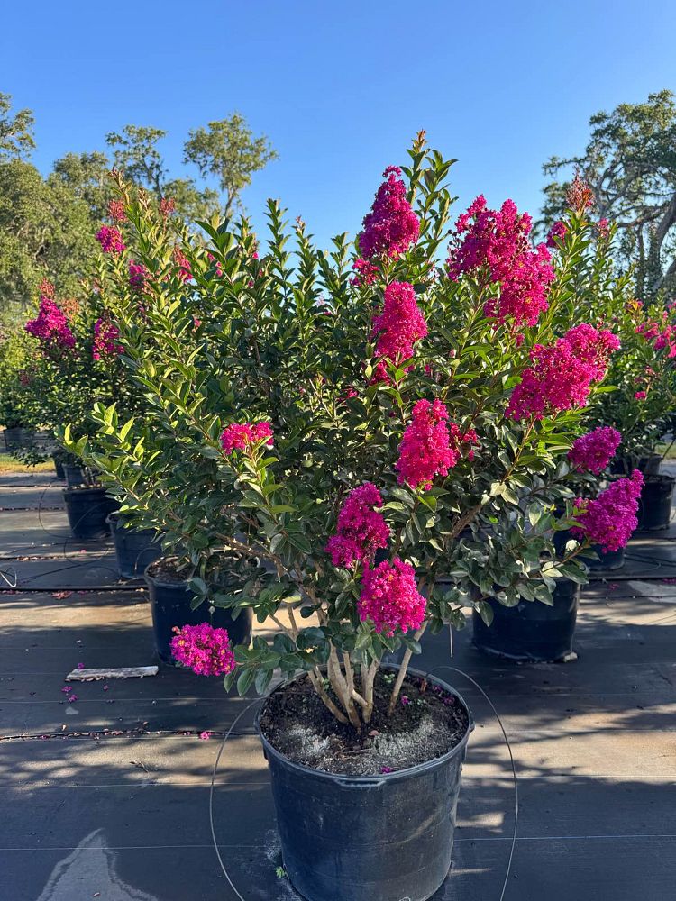 lagerstroemia-miss-sandra-crape-myrtle