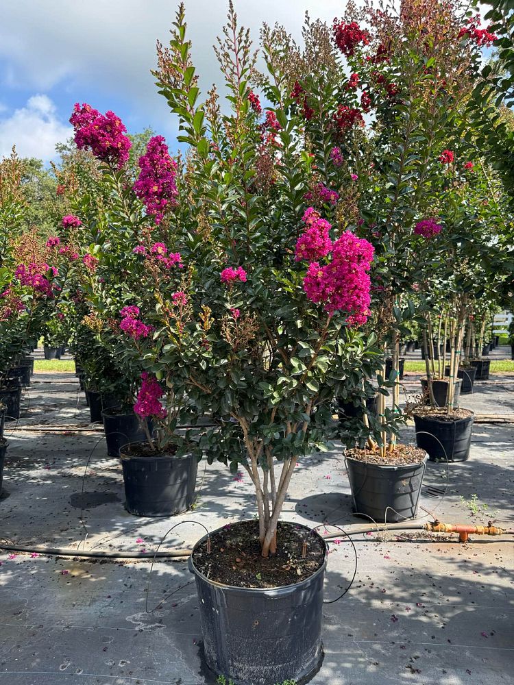 lagerstroemia-miss-sandra-crape-myrtle