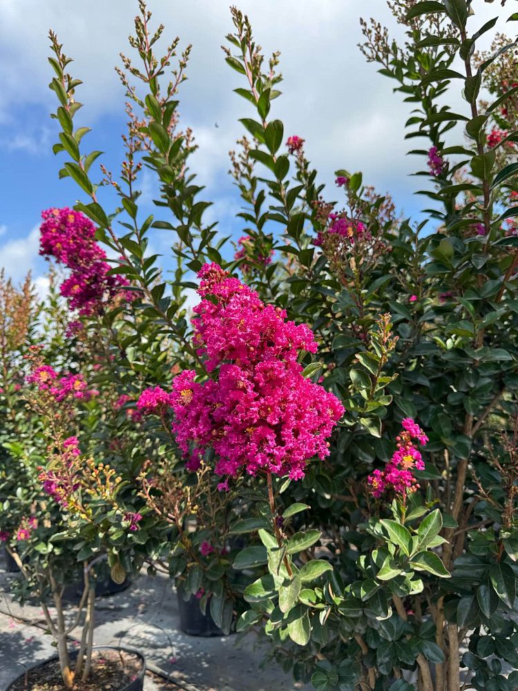 lagerstroemia-miss-sandra-crape-myrtle