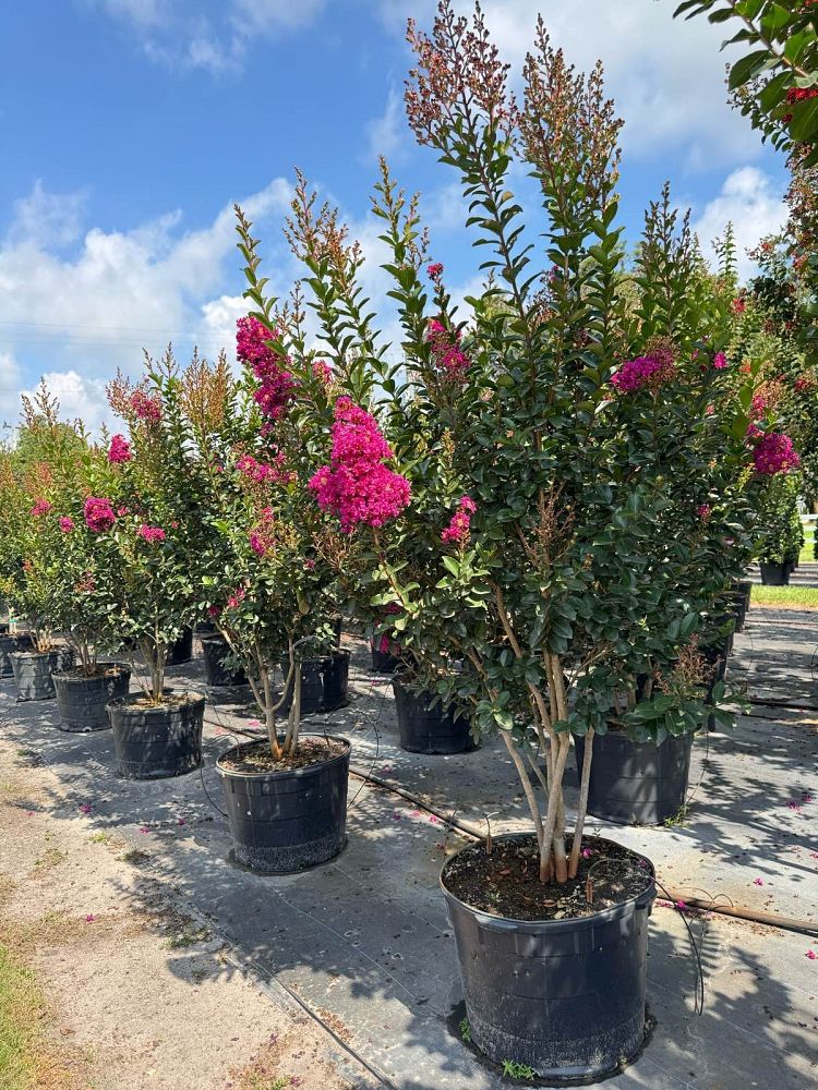 lagerstroemia-miss-sandra-crape-myrtle