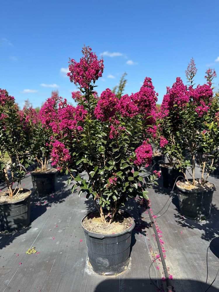 lagerstroemia-miss-sandra-crape-myrtle