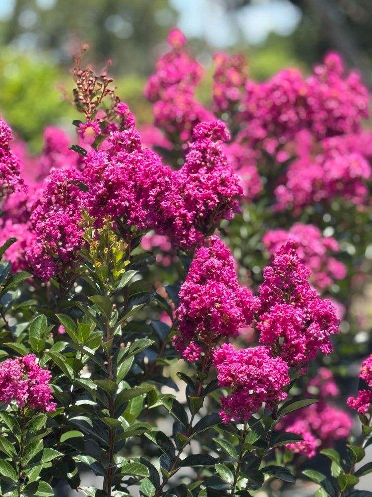 lagerstroemia-miss-sandra-crape-myrtle