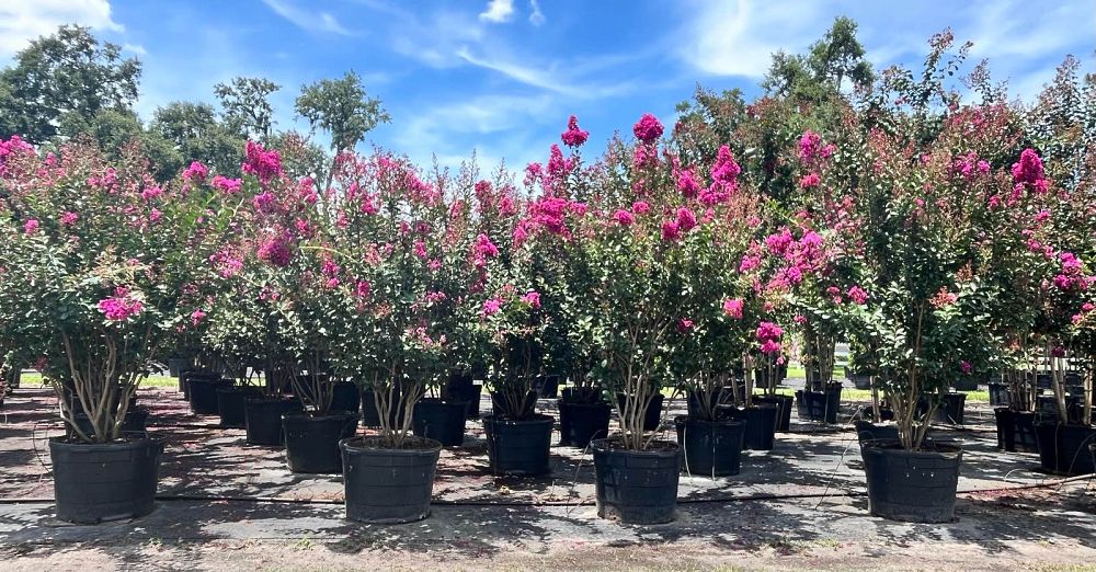 lagerstroemia-miss-sandra-crape-myrtle