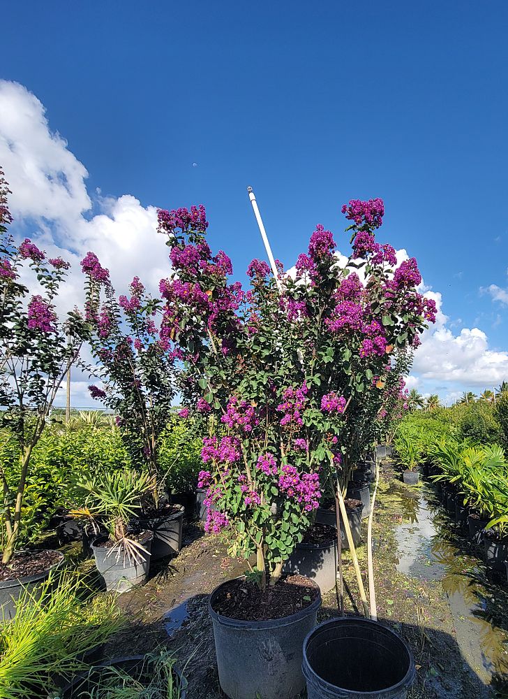 lagerstroemia-miss-sandra-crape-myrtle