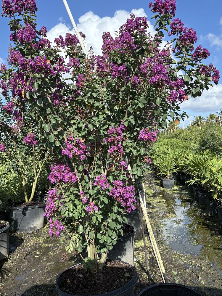lagerstroemia-miss-sandra-crape-myrtle