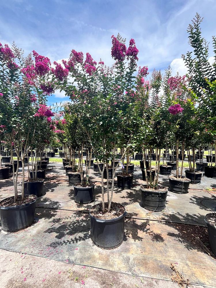 lagerstroemia-miss-sandra-crape-myrtle