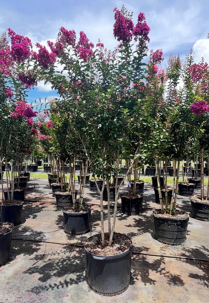 lagerstroemia-miss-sandra-crape-myrtle