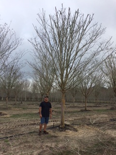 lagerstroemia-new-lavender-crape-myrtle