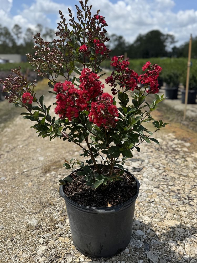 lagerstroemia-piilag-ii-crape-myrtle-enduring-summer