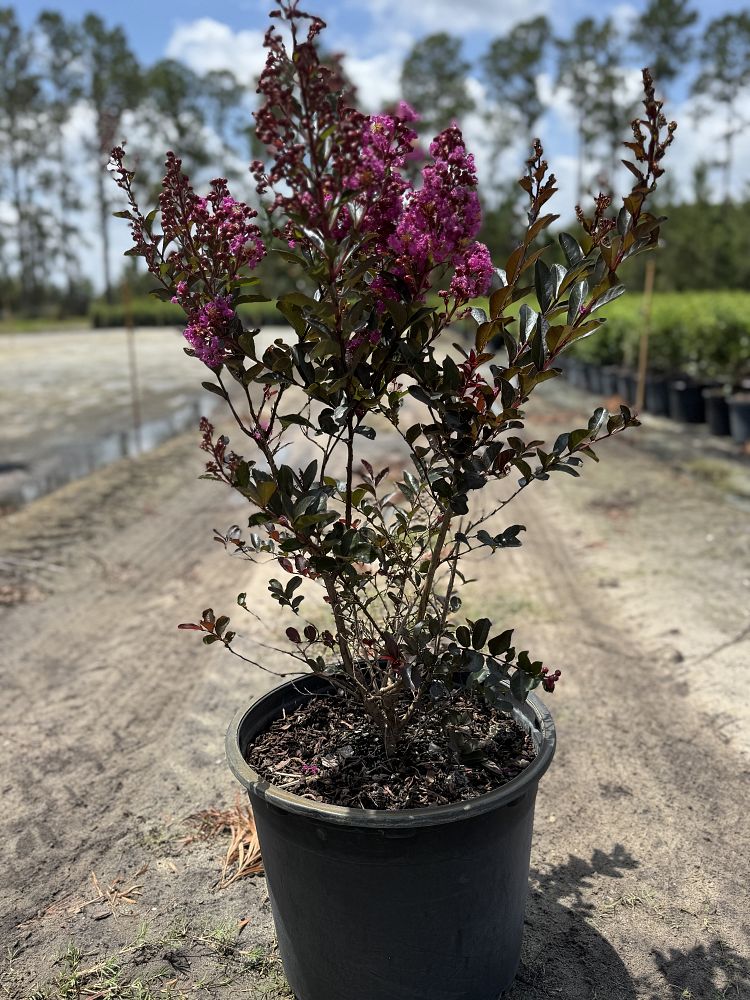lagerstroemia-piilag-ii-crape-myrtle-enduring-summer