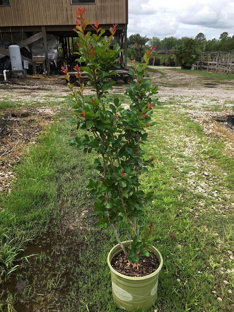lagerstroemia-piilag-iii-crape-myrtle-red-rooster