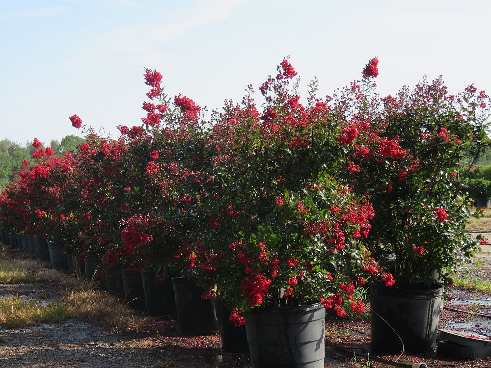 lagerstroemia-piilag-iii-crape-myrtle-red-rooster