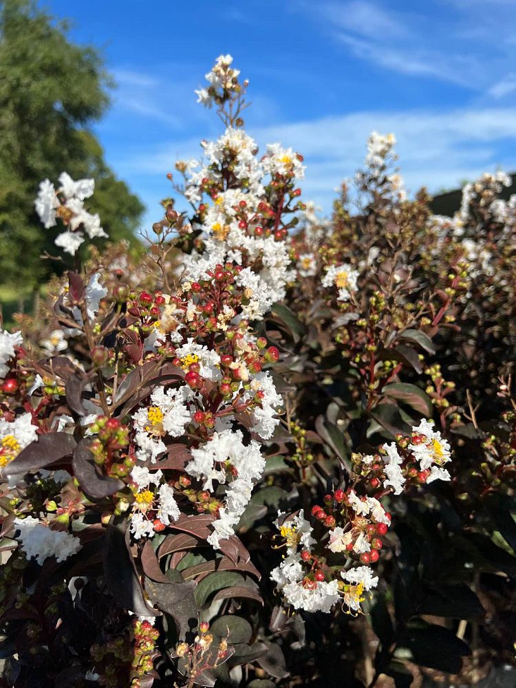 lagerstroemia-pillag-x-crape-myrtle-lunar-magic