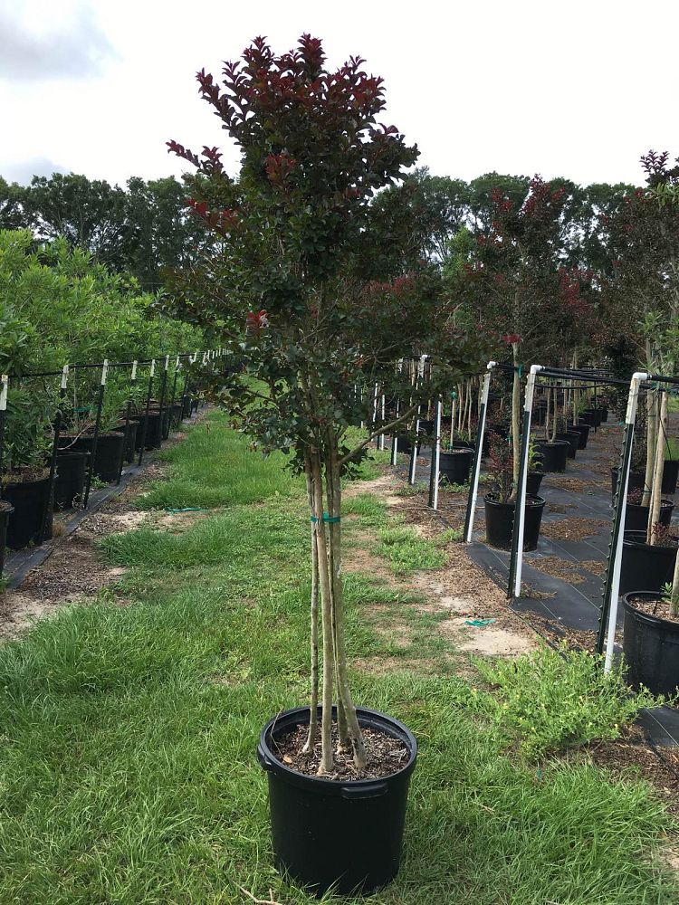 lagerstroemia-plum-magic-plum-magic-crapemyrtle