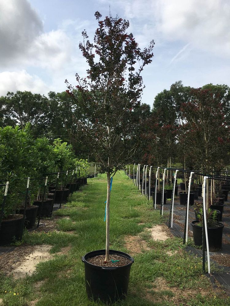 lagerstroemia-plum-magic-plum-magic-crapemyrtle