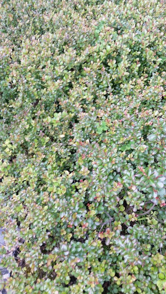 lagerstroemia-pocomoke-crape-myrtle