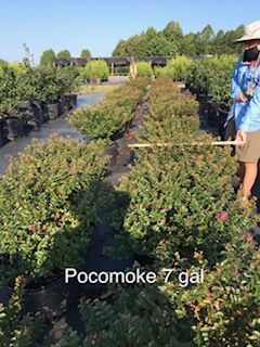 lagerstroemia-pocomoke-crape-myrtle