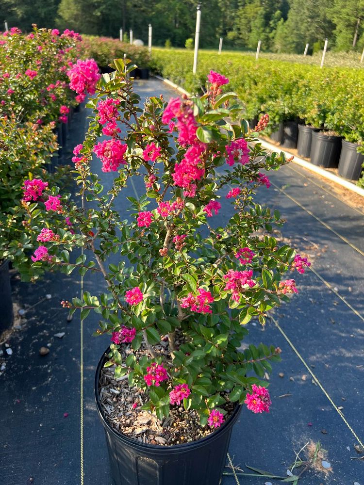lagerstroemia-pocomoke-crape-myrtle