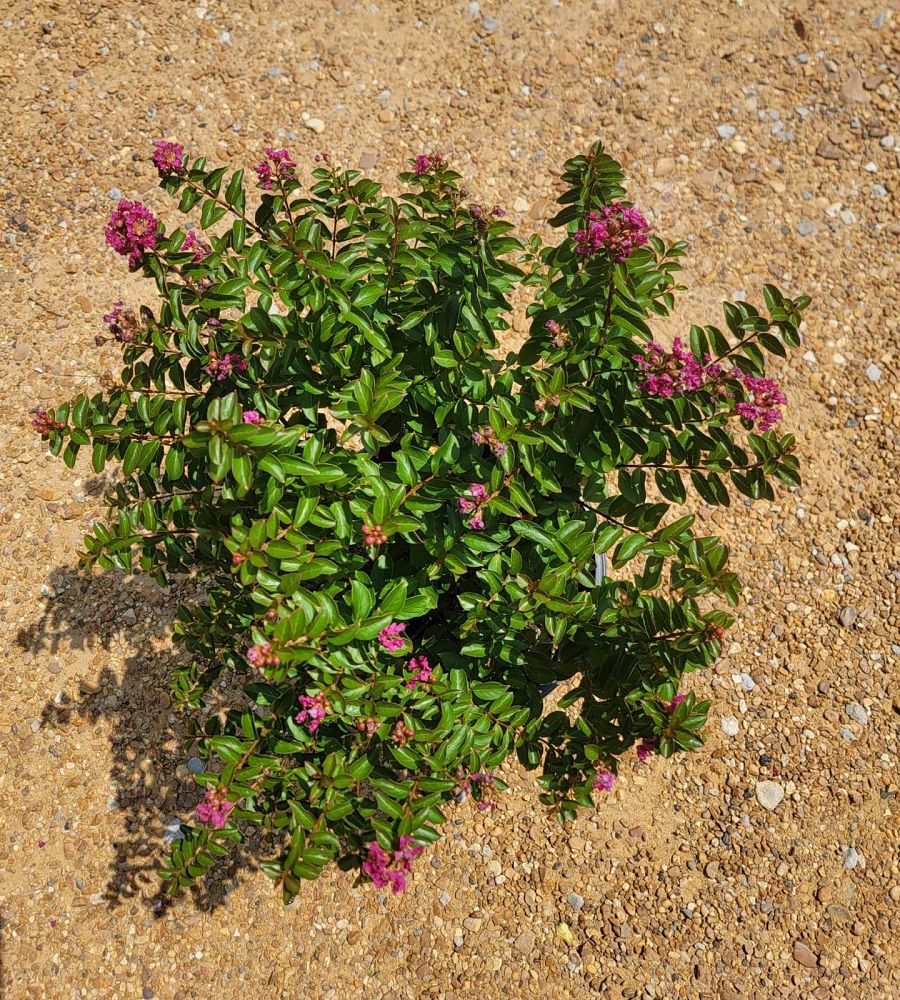 lagerstroemia-pocomoke-crape-myrtle