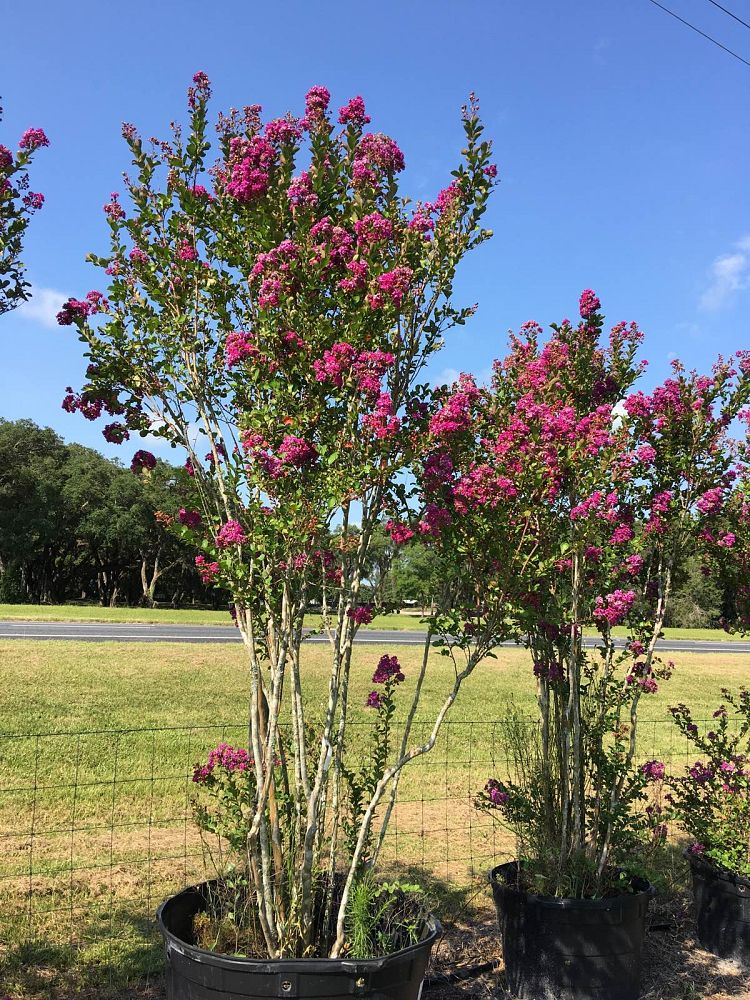 lagerstroemia-purple-velvet-crape-myrtle