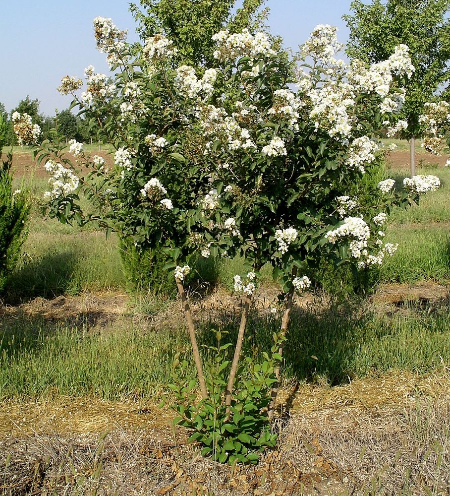 lagerstroemia-sarah-s-favorite-crape-myrtle