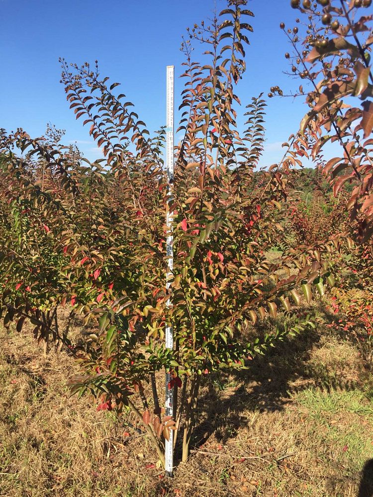 lagerstroemia-sarah-s-favorite-crape-myrtle