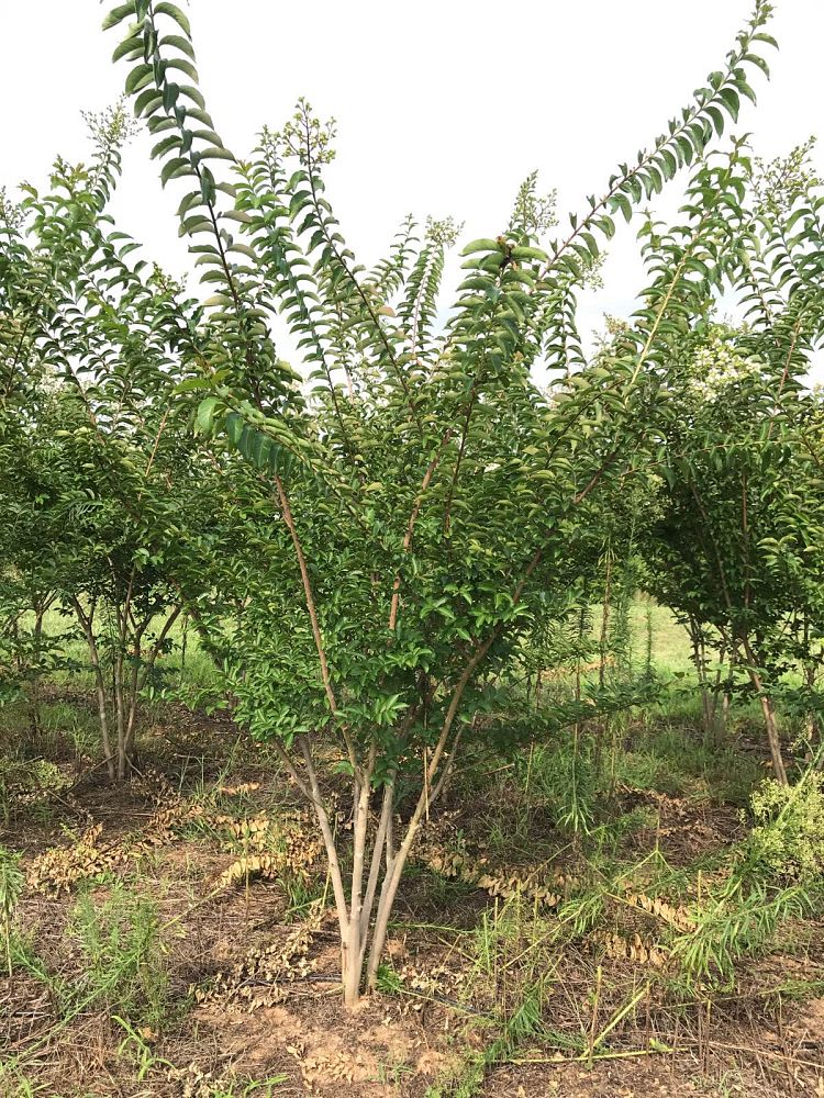 lagerstroemia-sarah-s-favorite-crape-myrtle